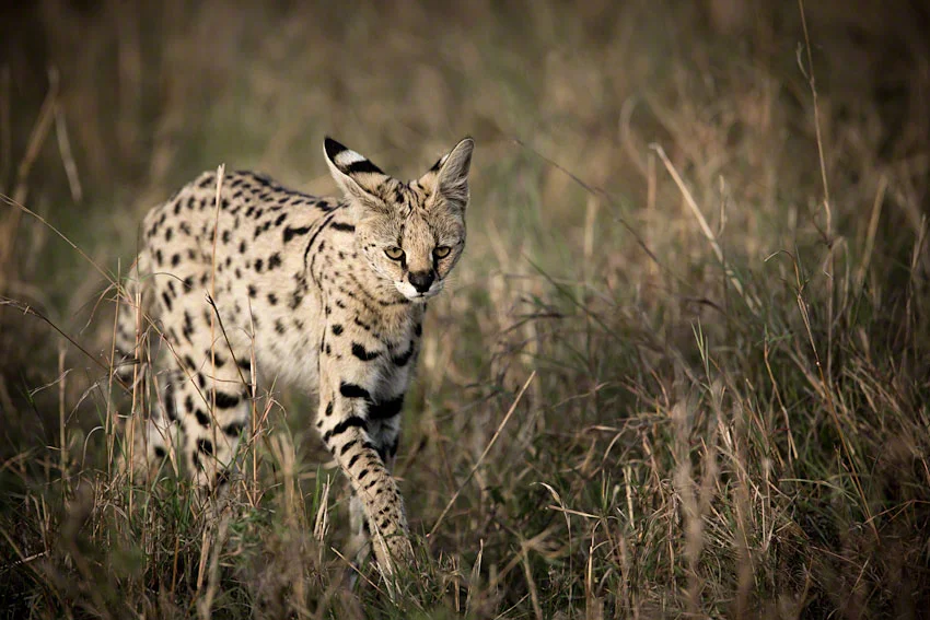 Canon 5D mkiii, 500mm+1.4x, f5.6, 1/1600, ISO1000