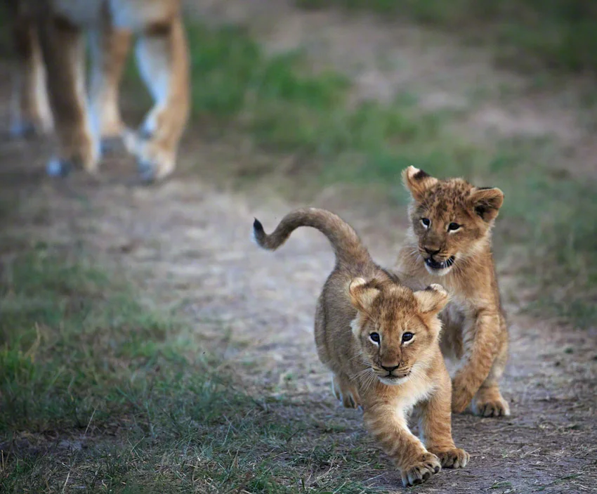 Canon 5D mkiii, 500mm, f4.5, 1/800, ISO2500