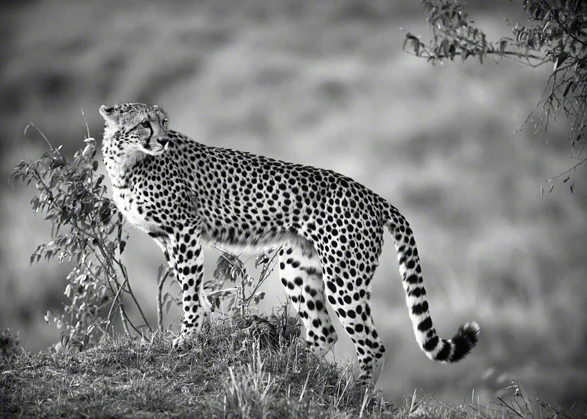 Canon 5D mkiIi, 500mm, f4.0, 1/200, ISO2000