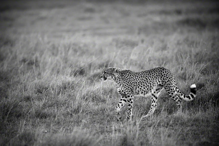 Canon 5D mkiIi, 500mm, f4.0, 1/800, ISO1600