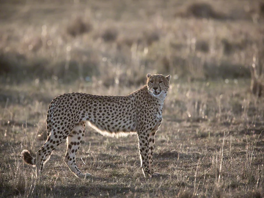 Canon 5D mkiIi, 500mm+1.4x, f5.6, 1/1000, ISO800
