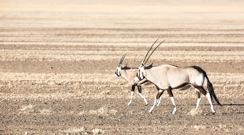 Canon 5D mkiii, 500mm, f10.0, 1/640, ISO400