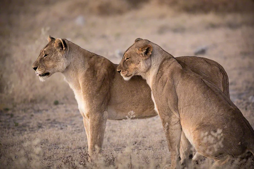 Canon 5D mkiii, 500mm, f4.0, 1/250, ISO3200