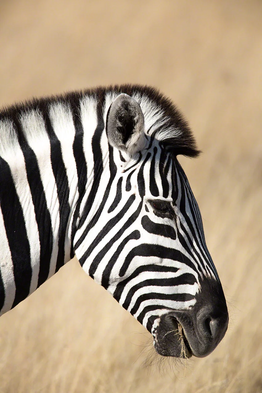 Canon 5D mkiii, 500mm + 1.4 extender @ 700mm, f5.6, 1/1600, ISO125