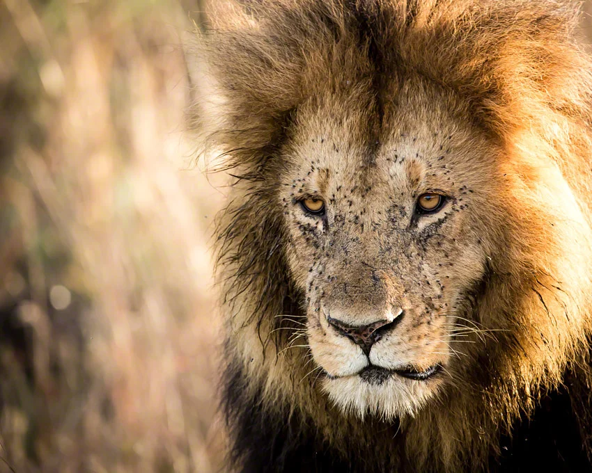 Canon 5D mkiii, 500mm F4 @ f8.0, 1/640, ISO2000