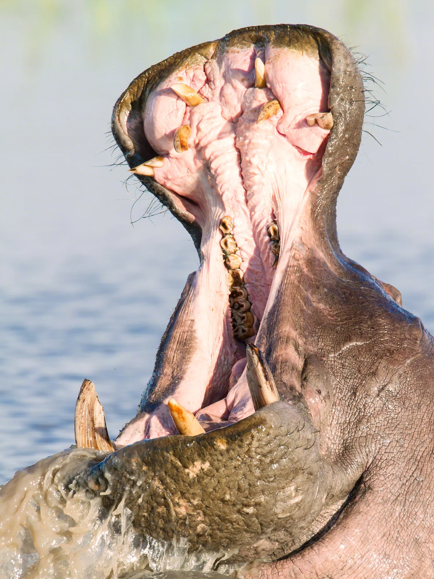 Hippo yawn, Botswana