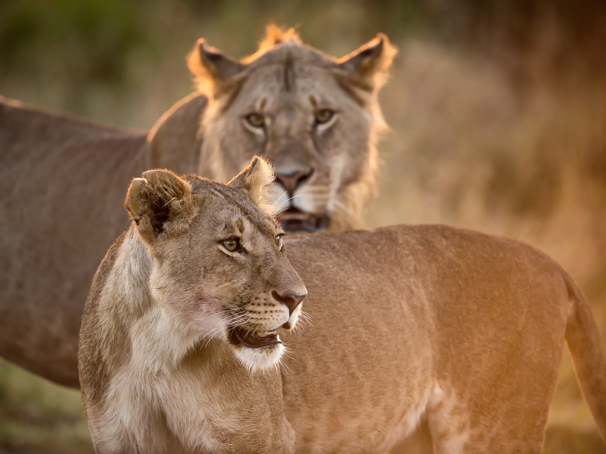 Young Lions, Kenya