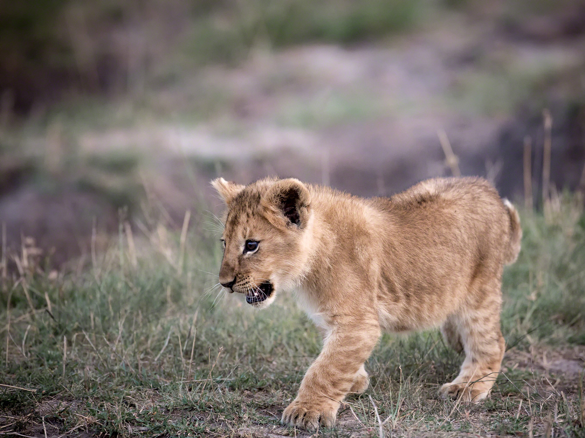 Lion Cub, Kenya