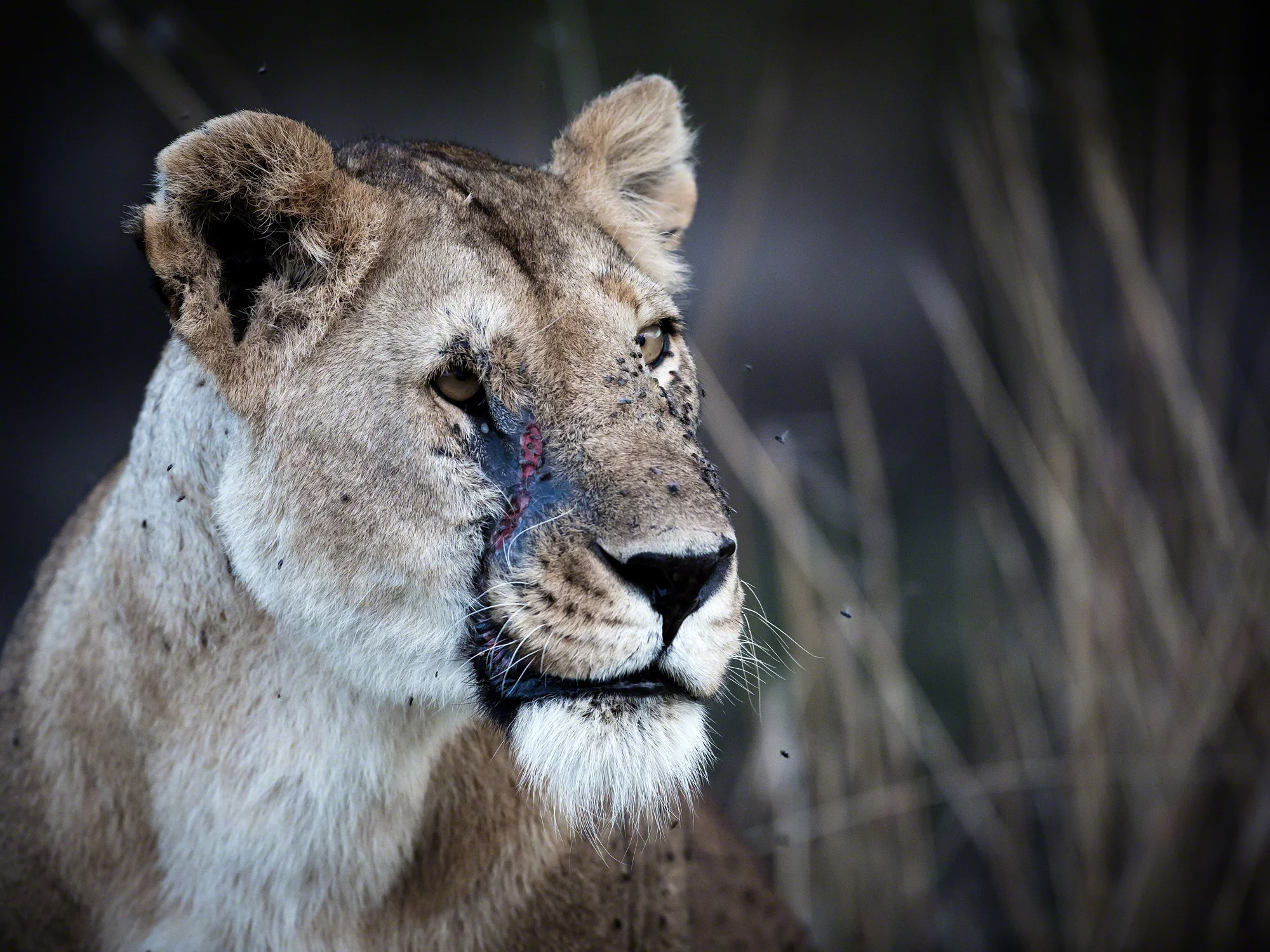 Injured Lioness, Kenya