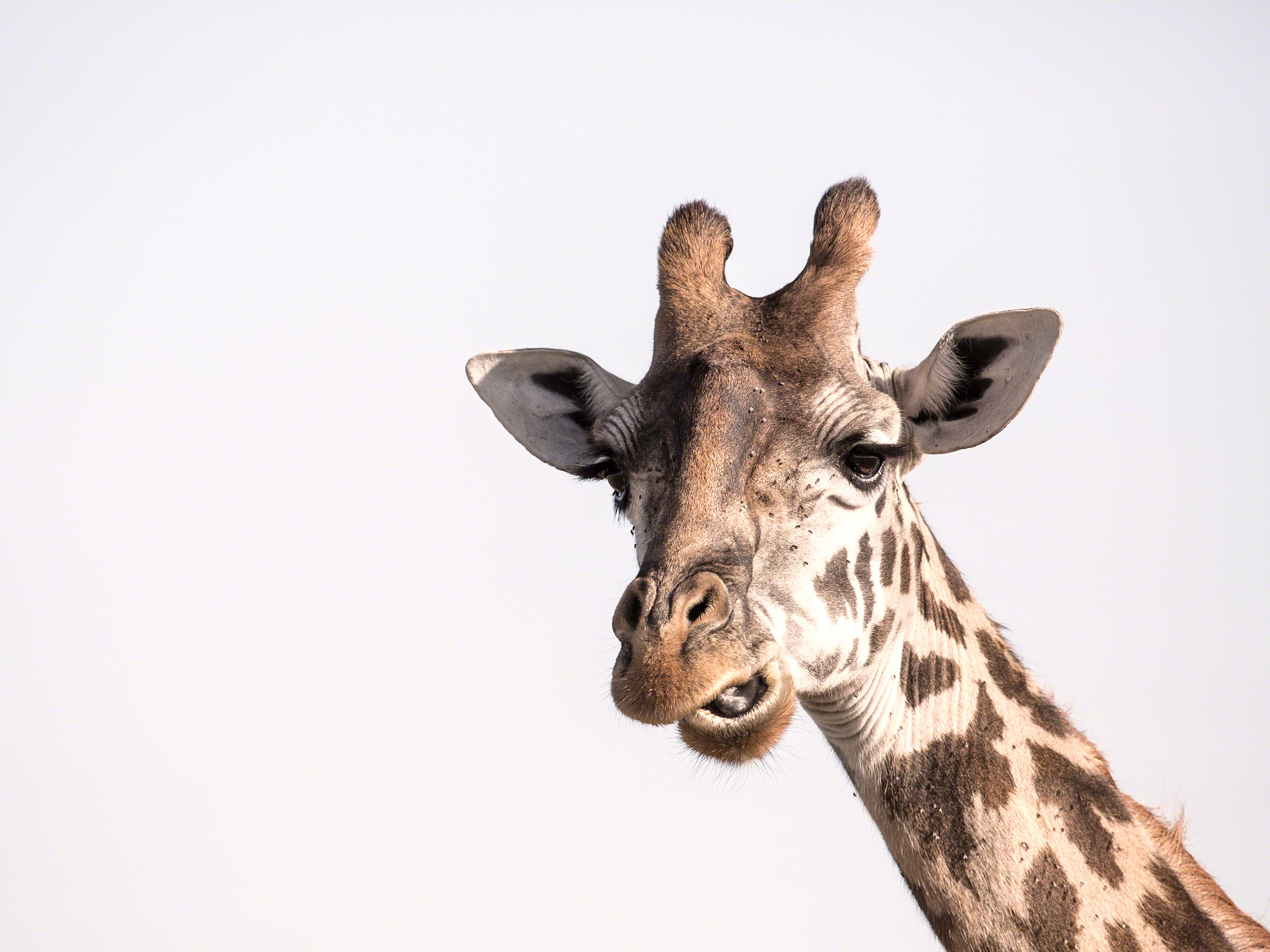 Giraffe on lookout, Kenya