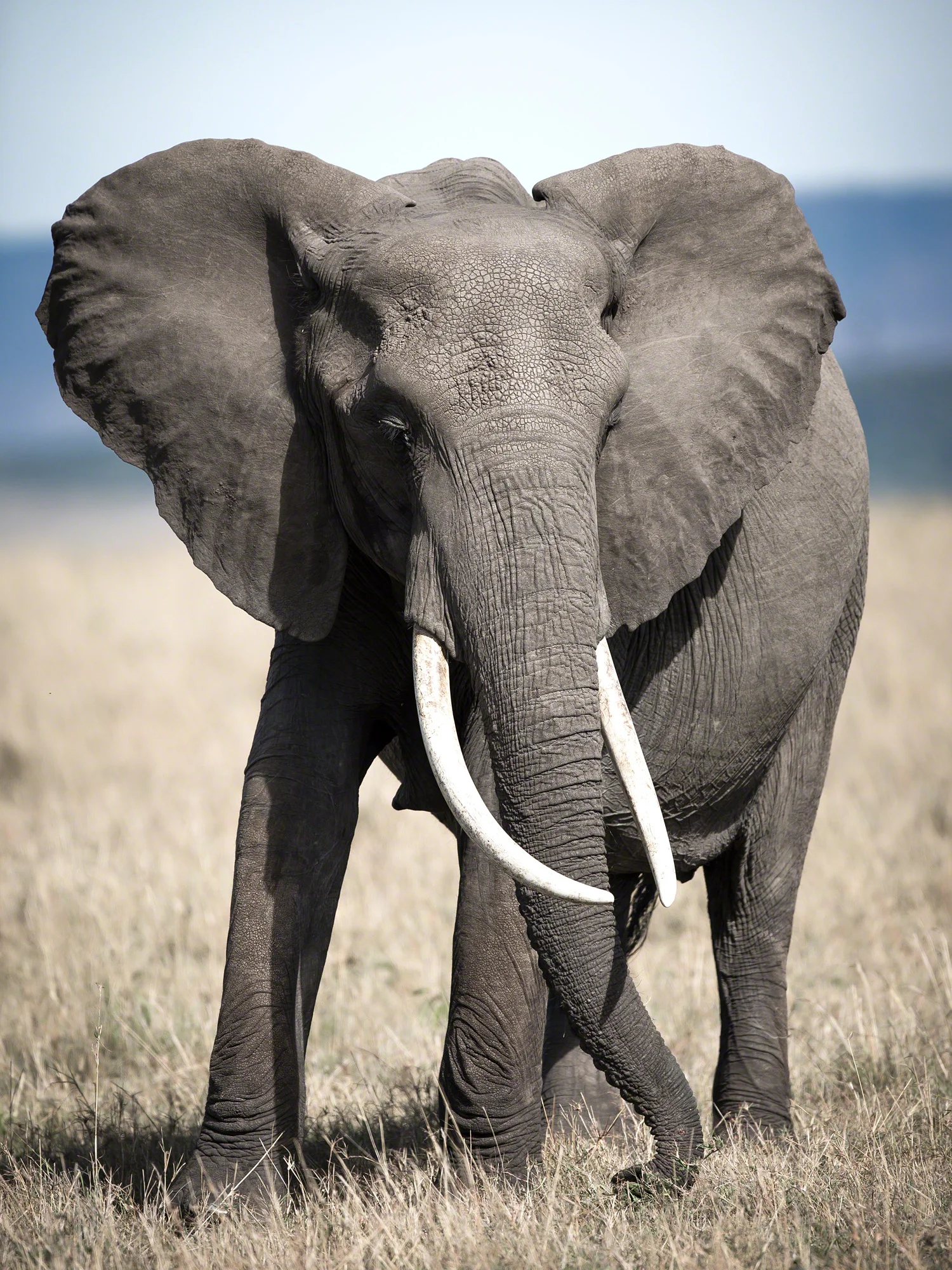 Elephant elegance, Kenya