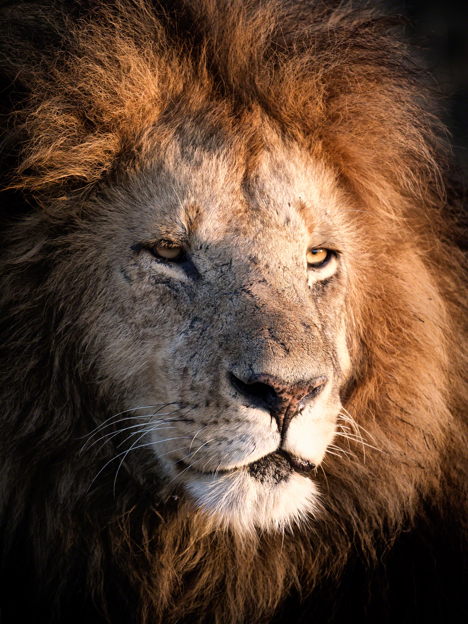 Lion, Kenya