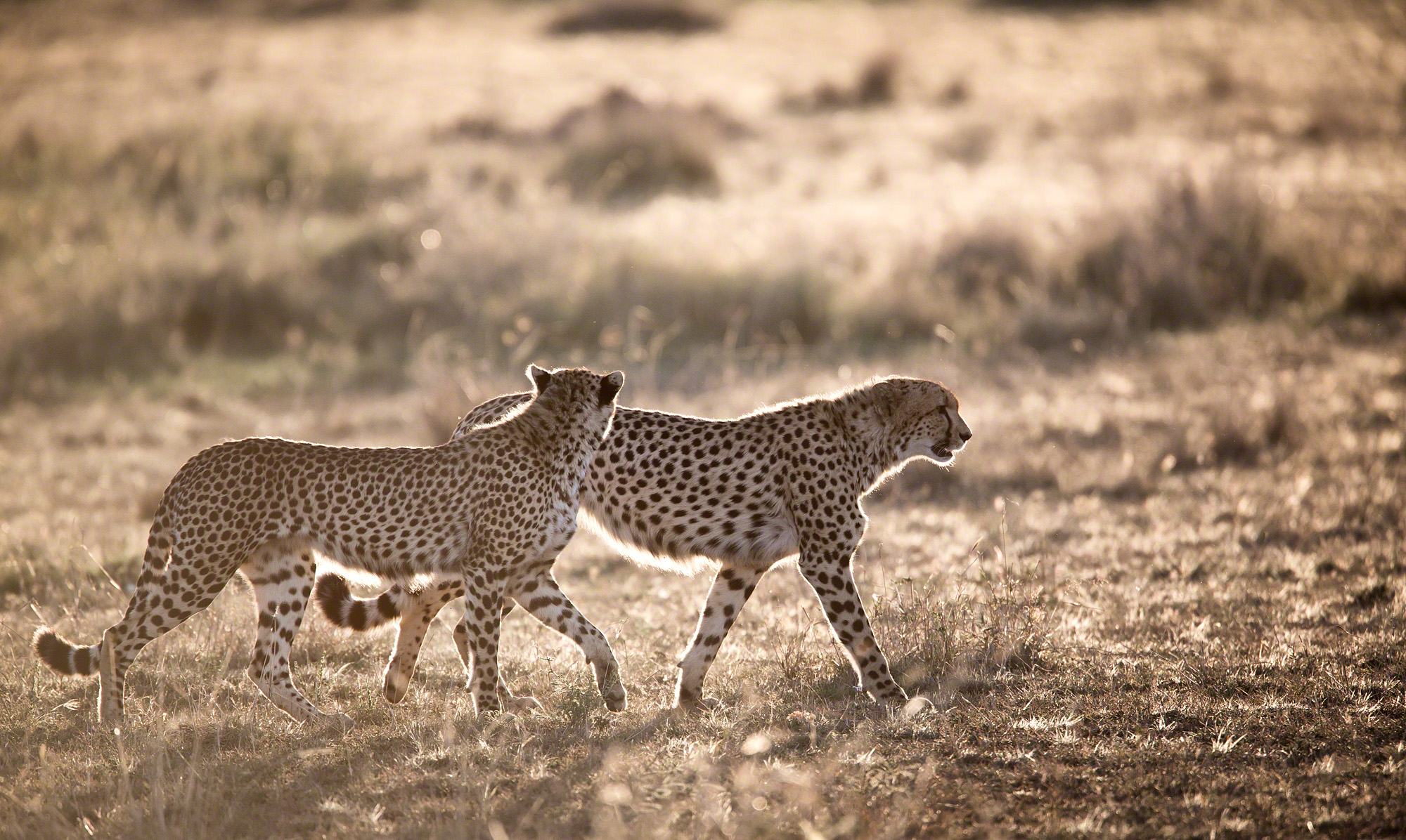 Cheetah brothers, Kenya