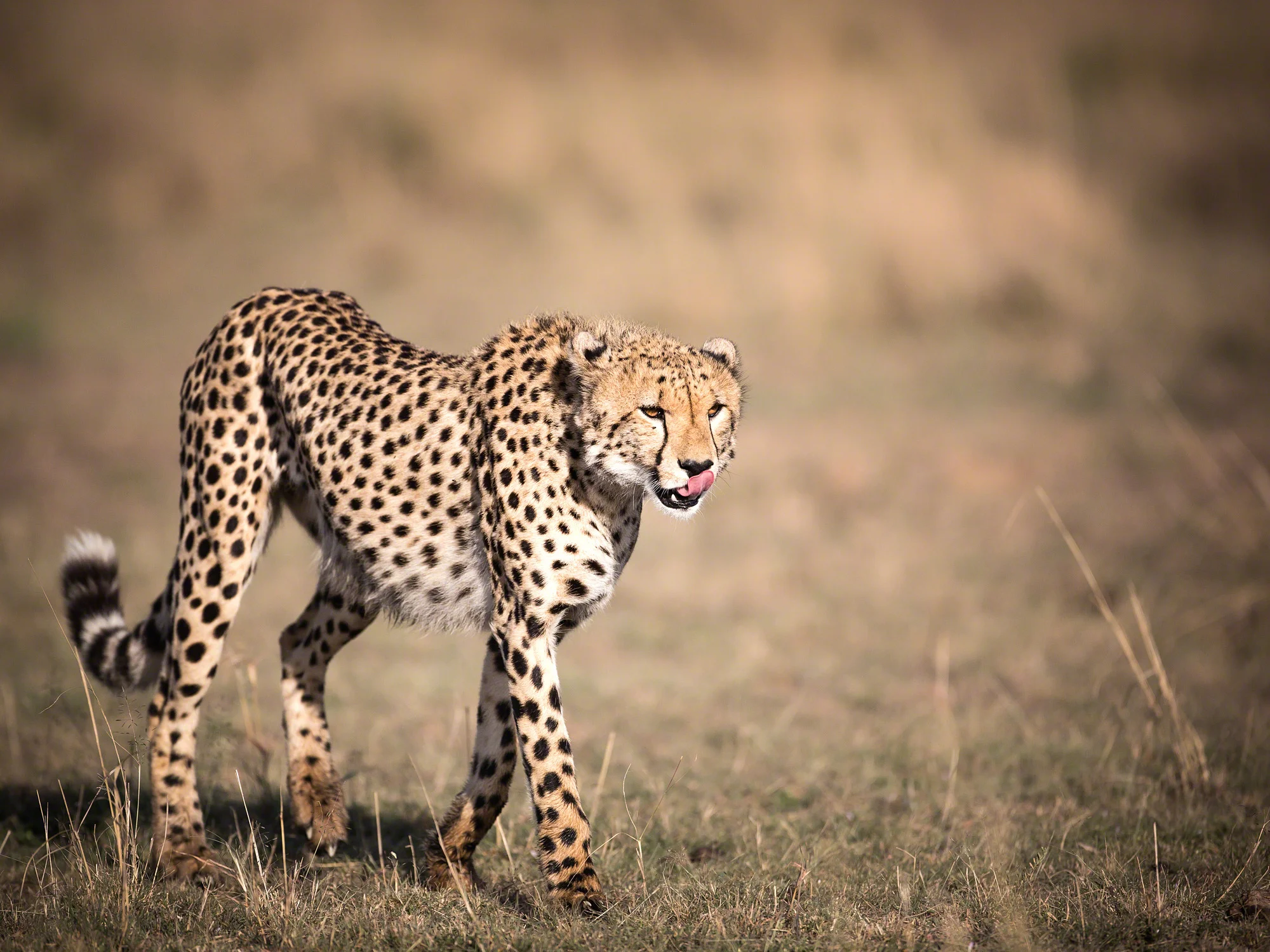 Cheetah, Kenya