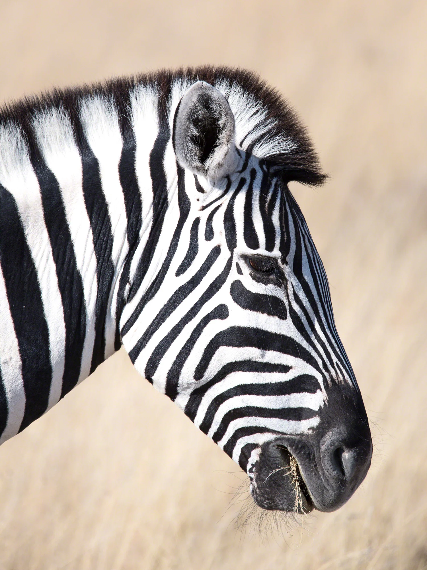 Zebra profile, Namibnia
