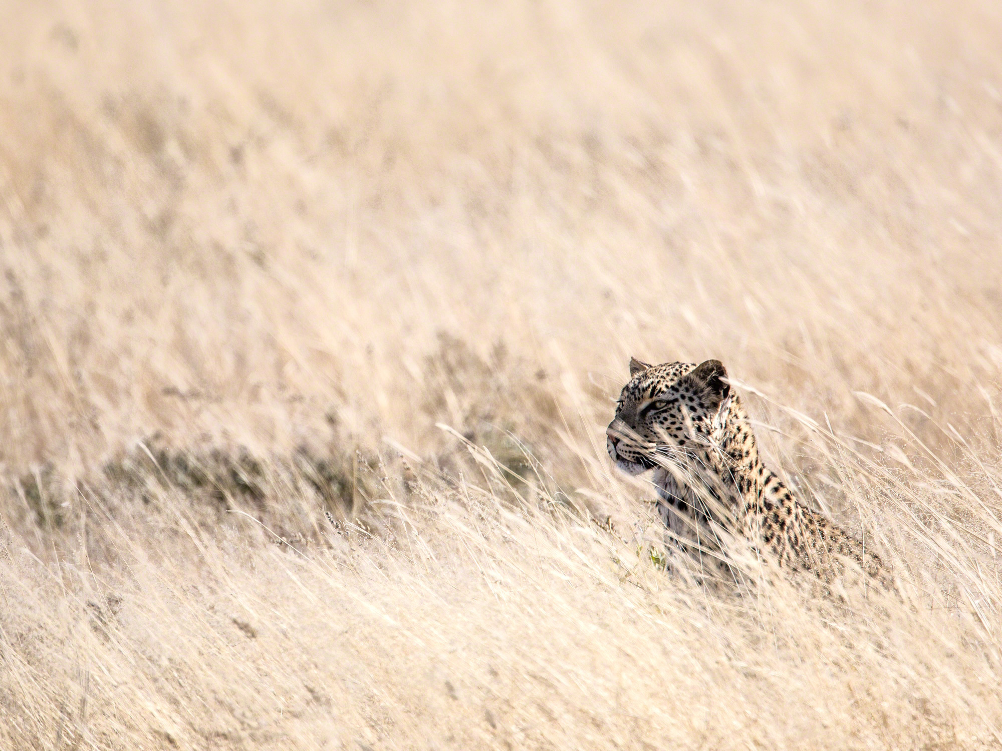 Leopard in grass, Namibia