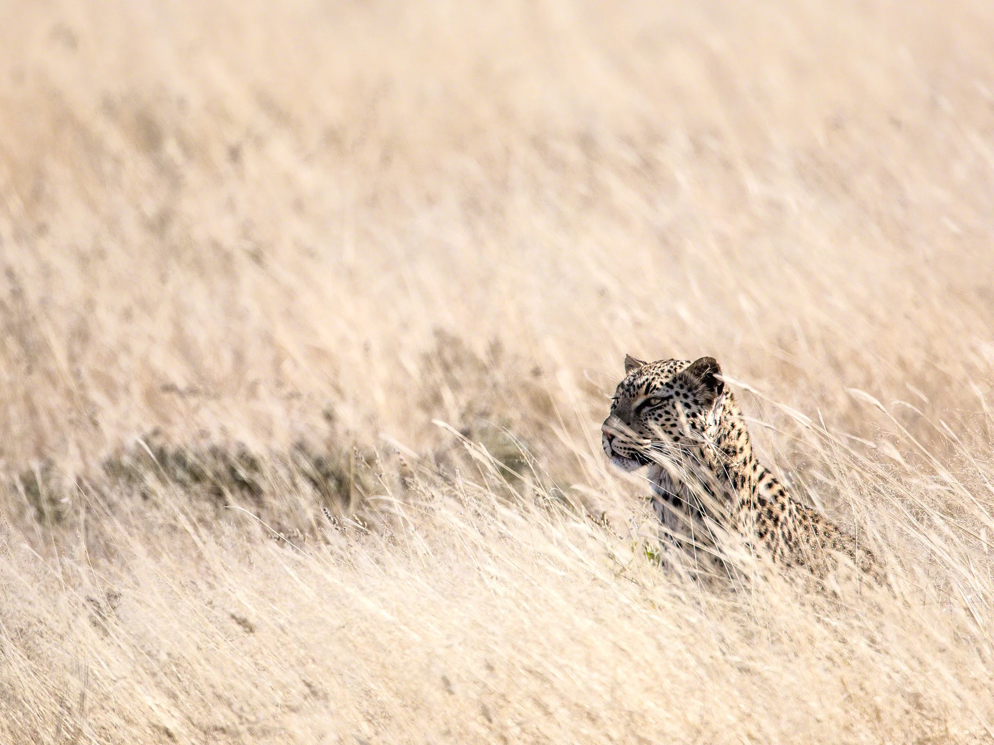Leopard in grass, Namibia