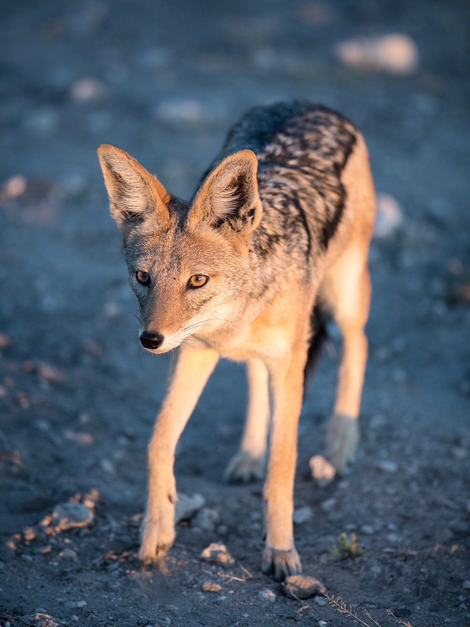 Jackal, Namibia