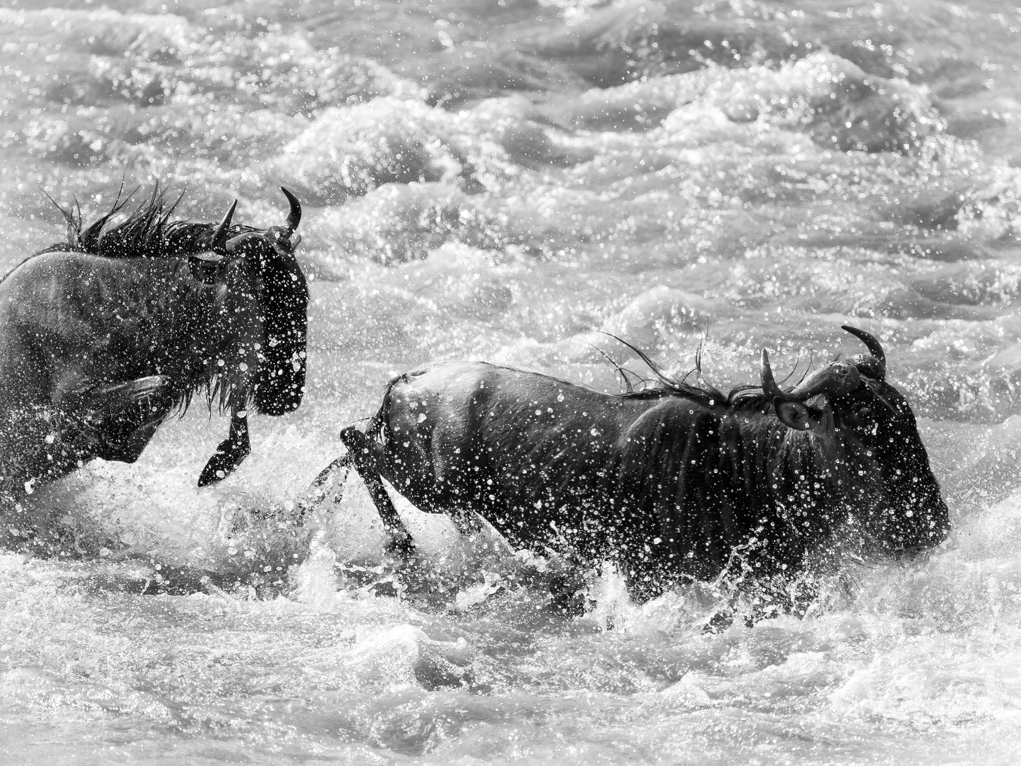 Wildebeest crossing, Kenya