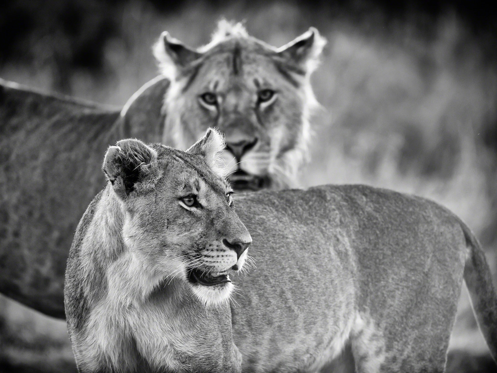 Young lions, Kenya