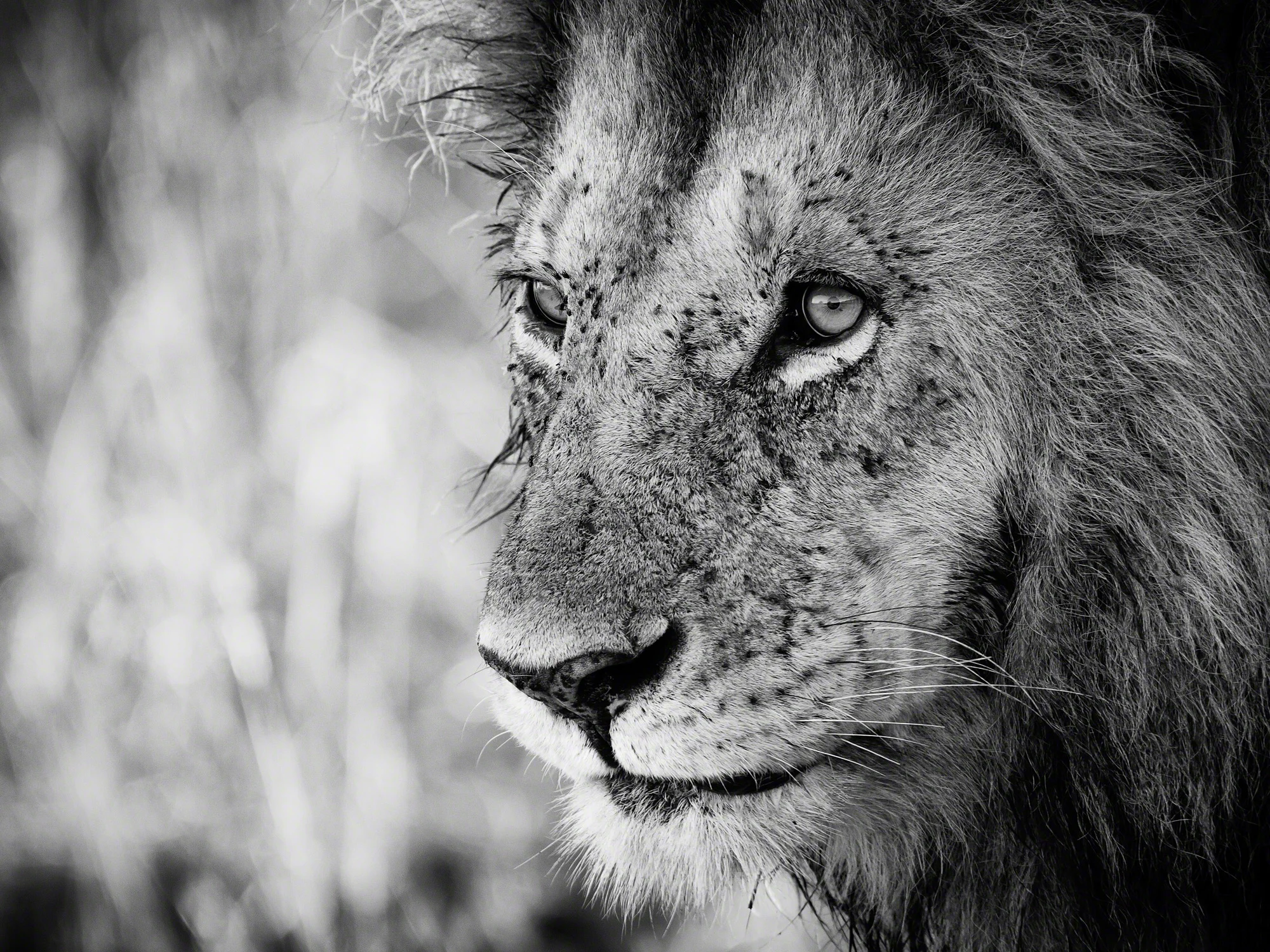 Lion portrait, Kenya