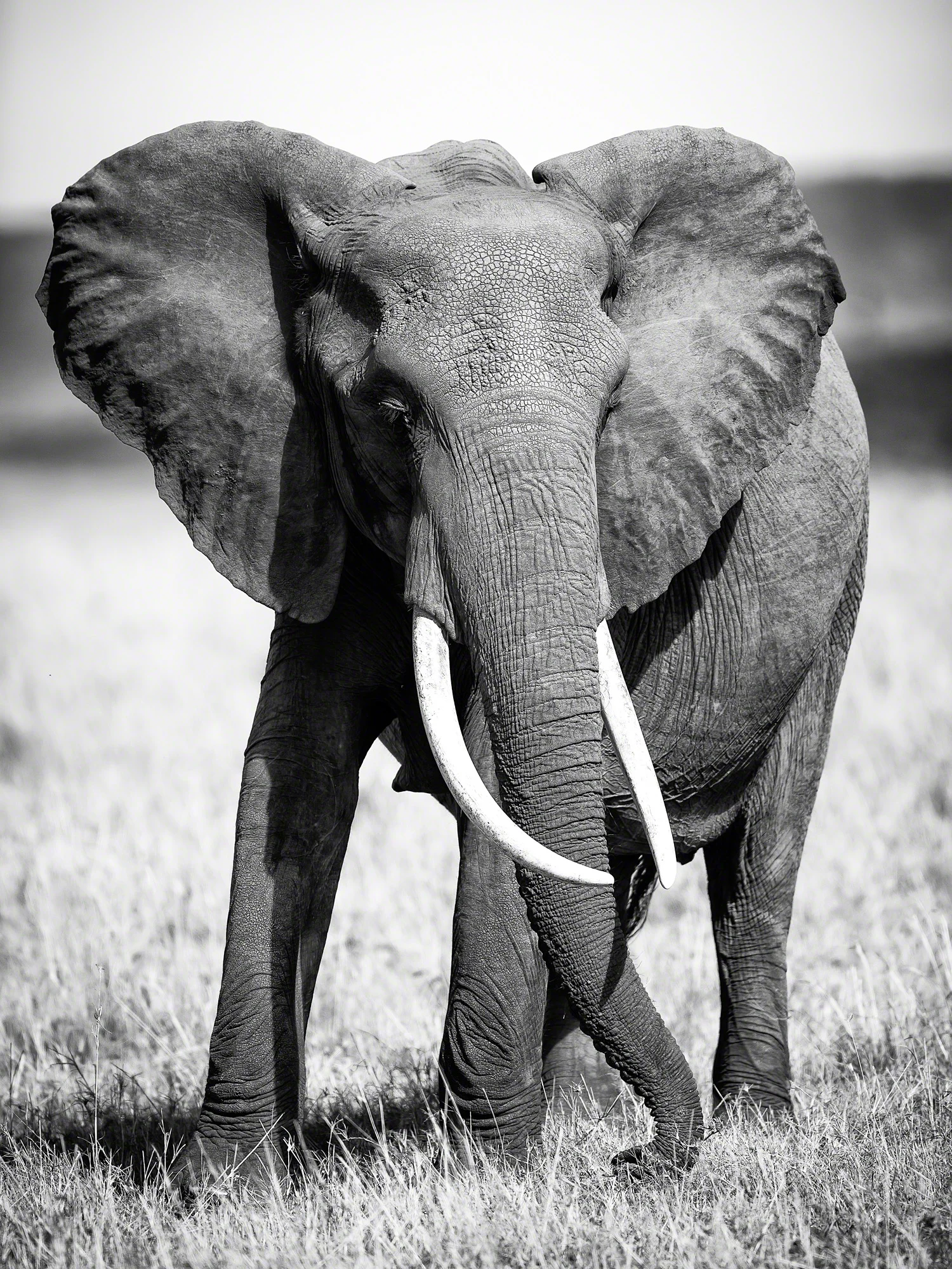 Elephant on plains, Kenya