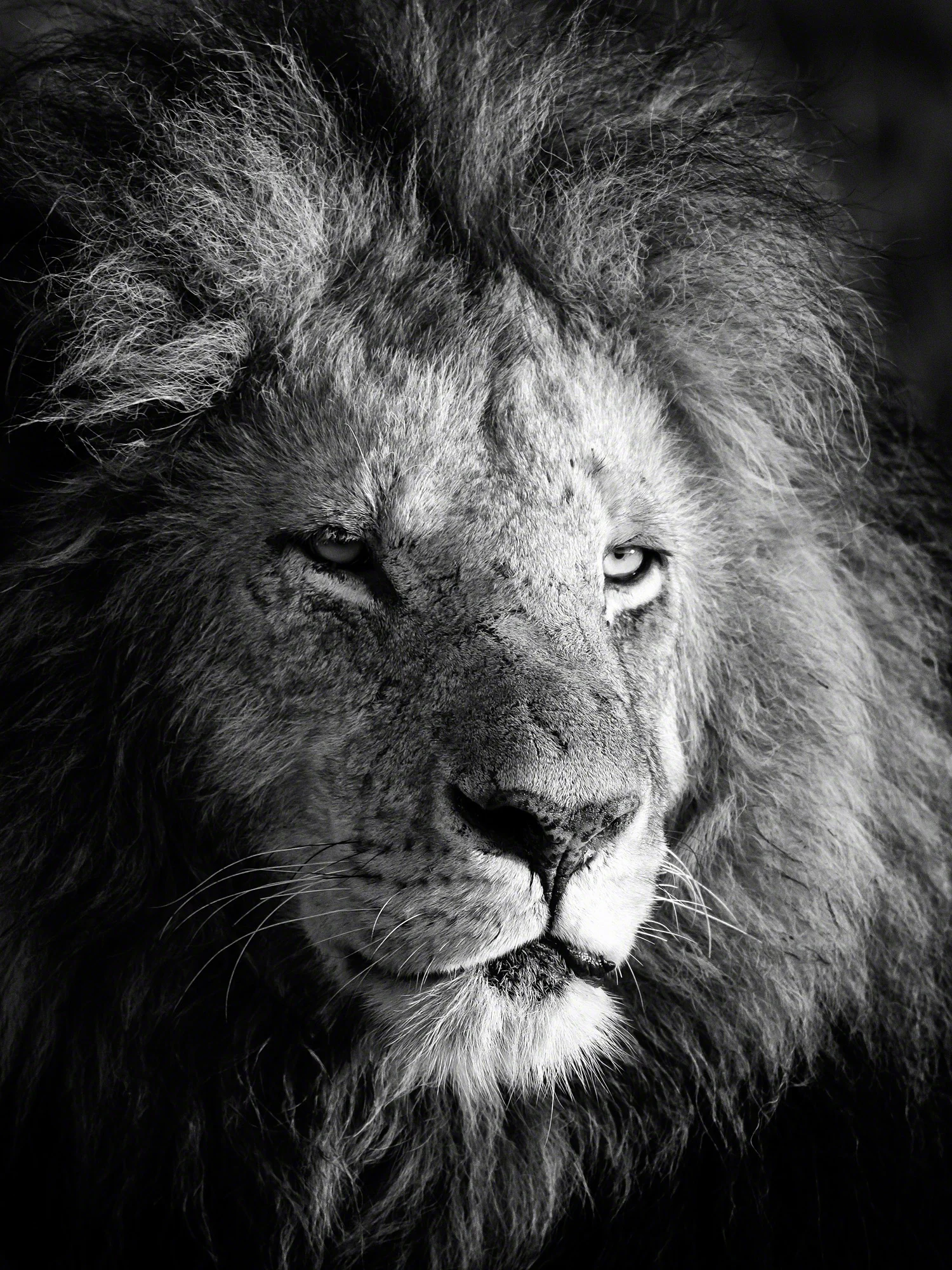 Lions gaze, Kenya