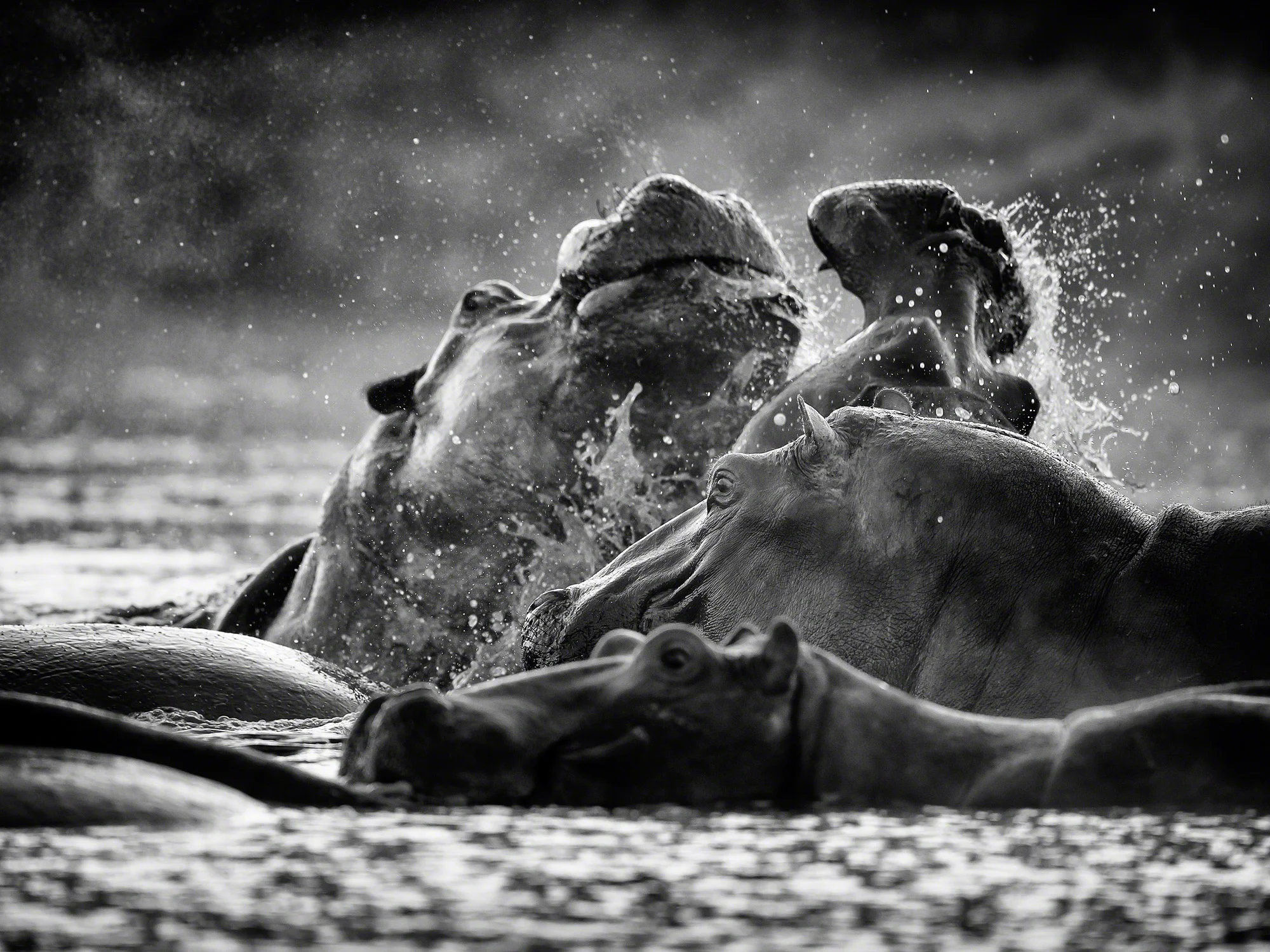 Hippo fight, Kenya