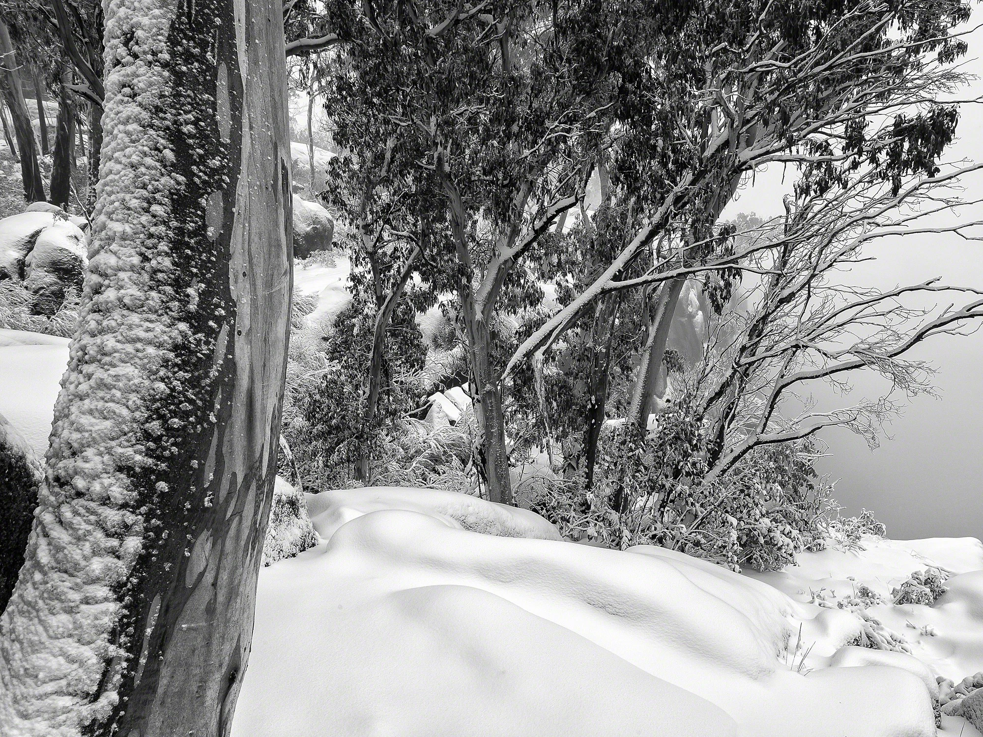 White Forest