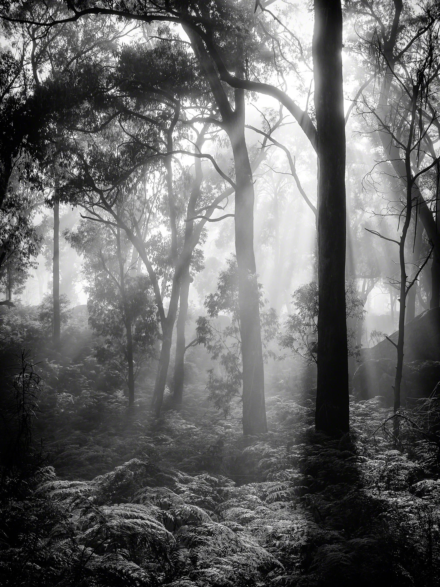 Morning Mist