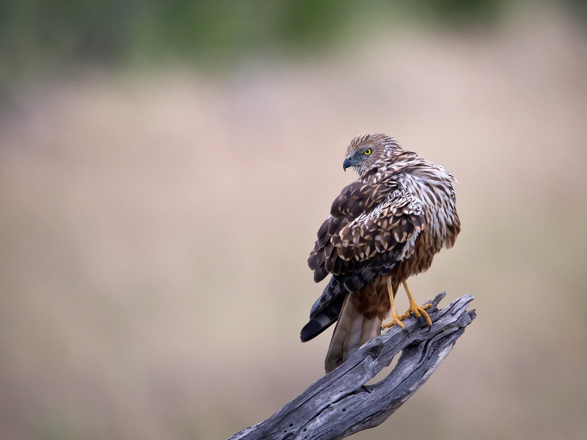african marsh harrier-7522BW.jpg