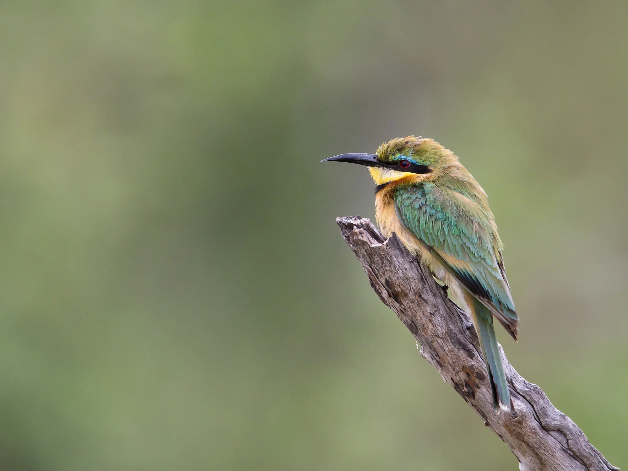 little bee eater-4069.jpg