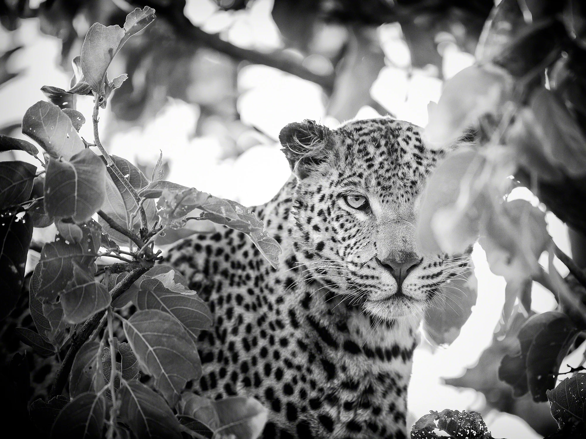 Treed Leopard, Namibia