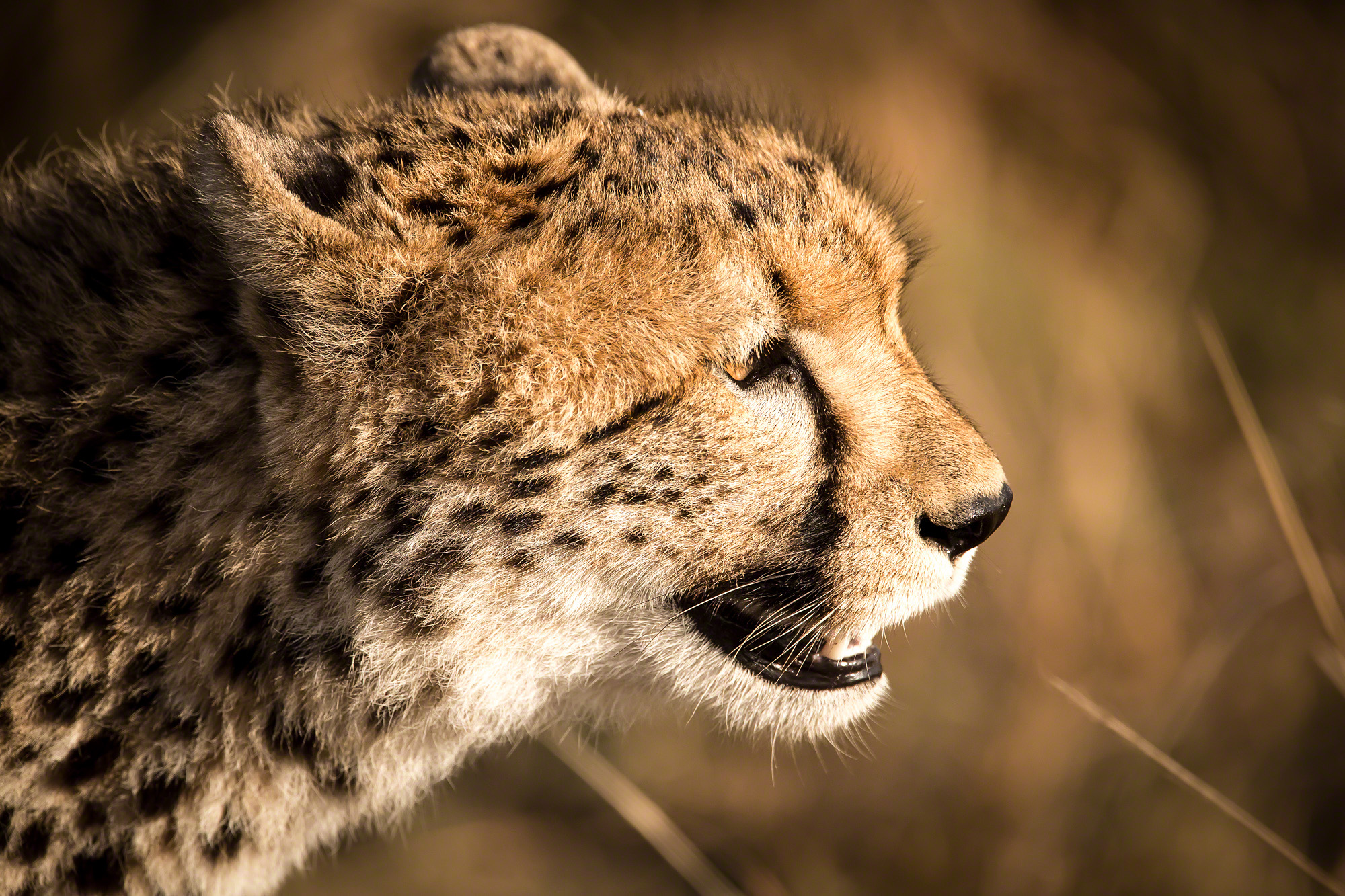Cheetah profile, Kenya