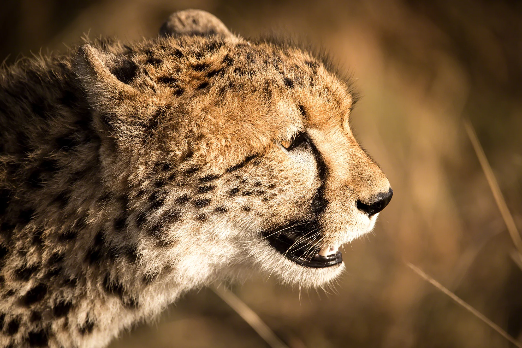 Cheetah profile, Kenya