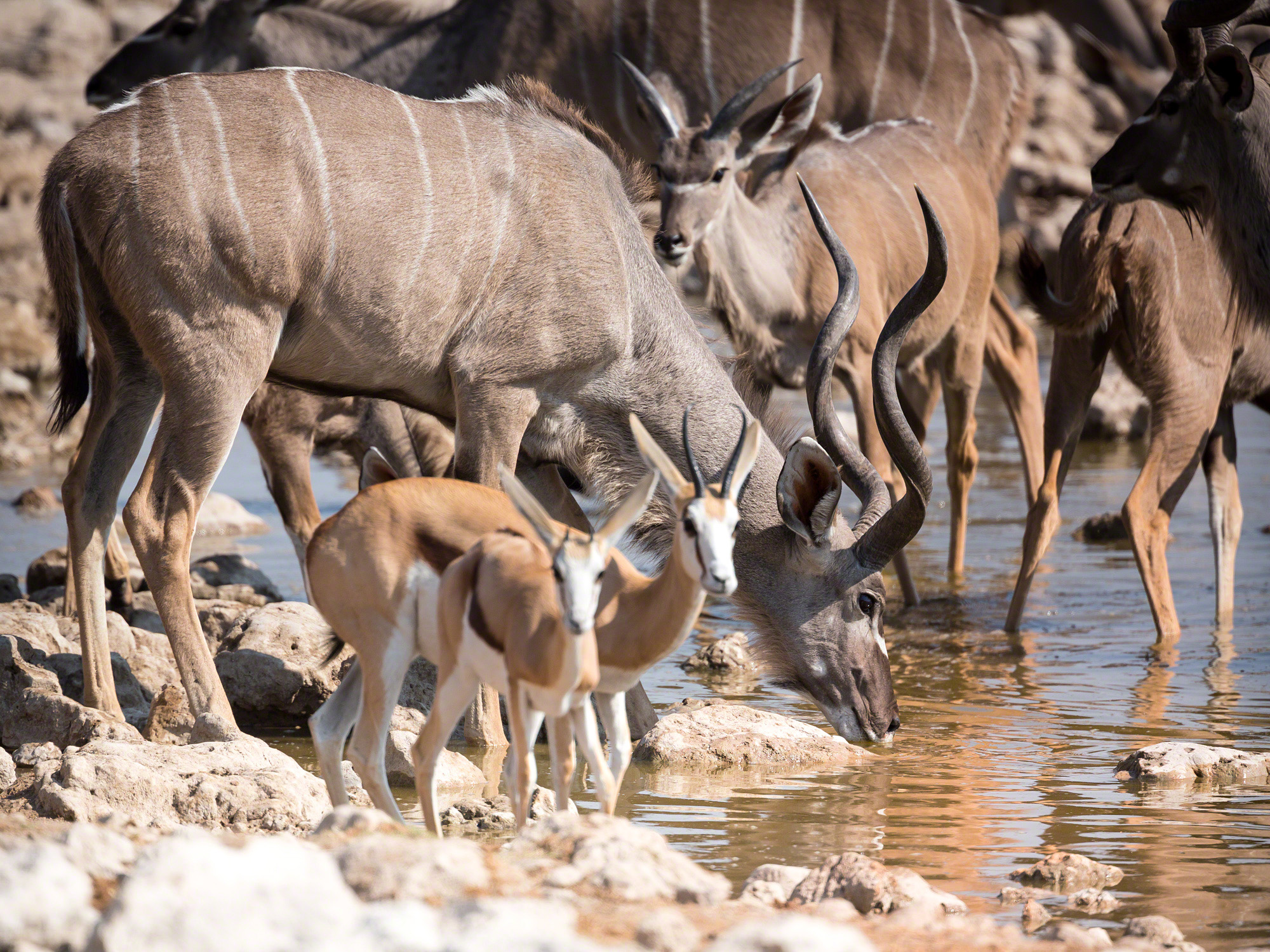 Eland at crowded waterhole, Namibia