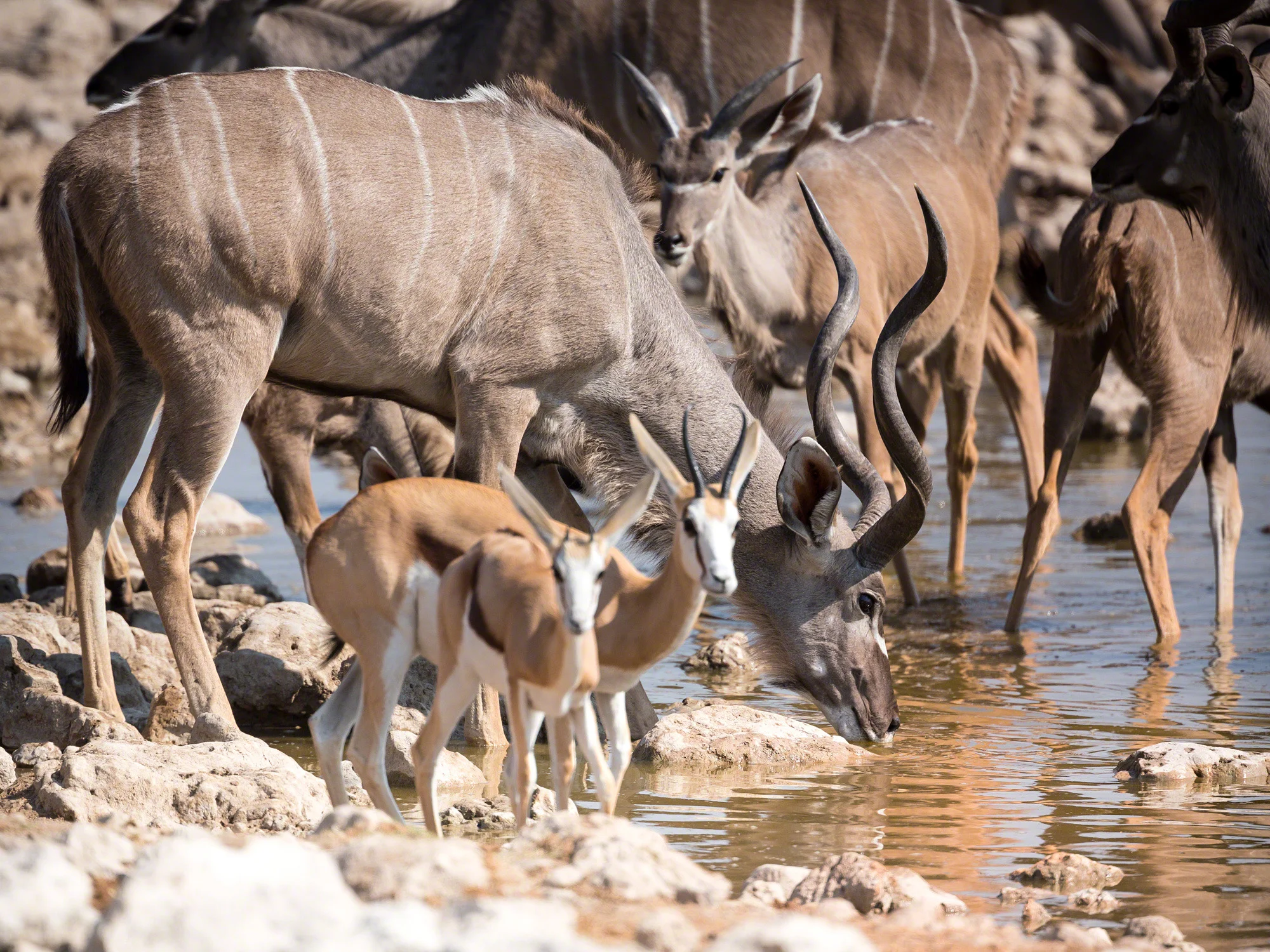 Eland at crowded waterhole, Namibia