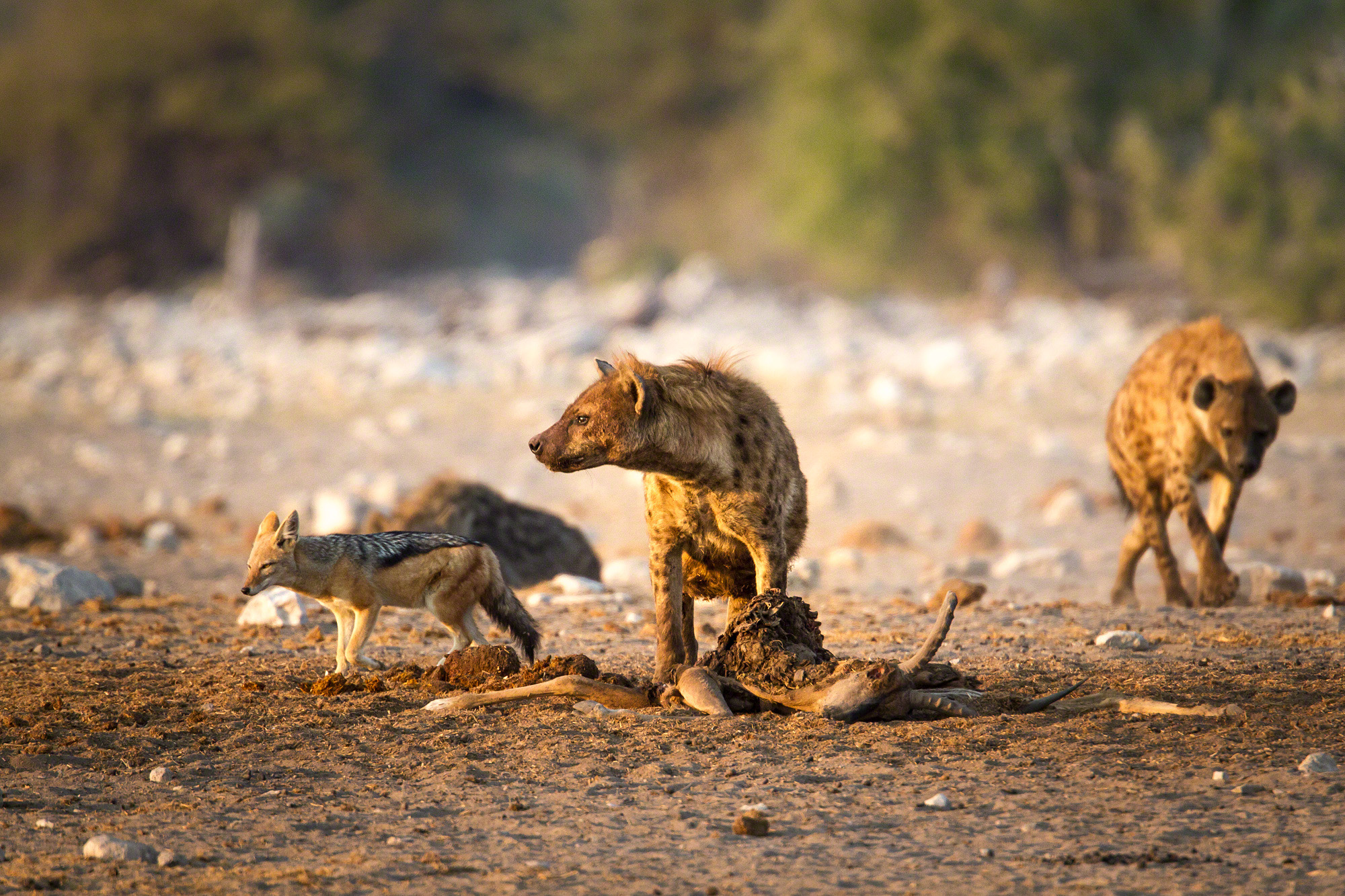 Hyena's on kill, Namibia