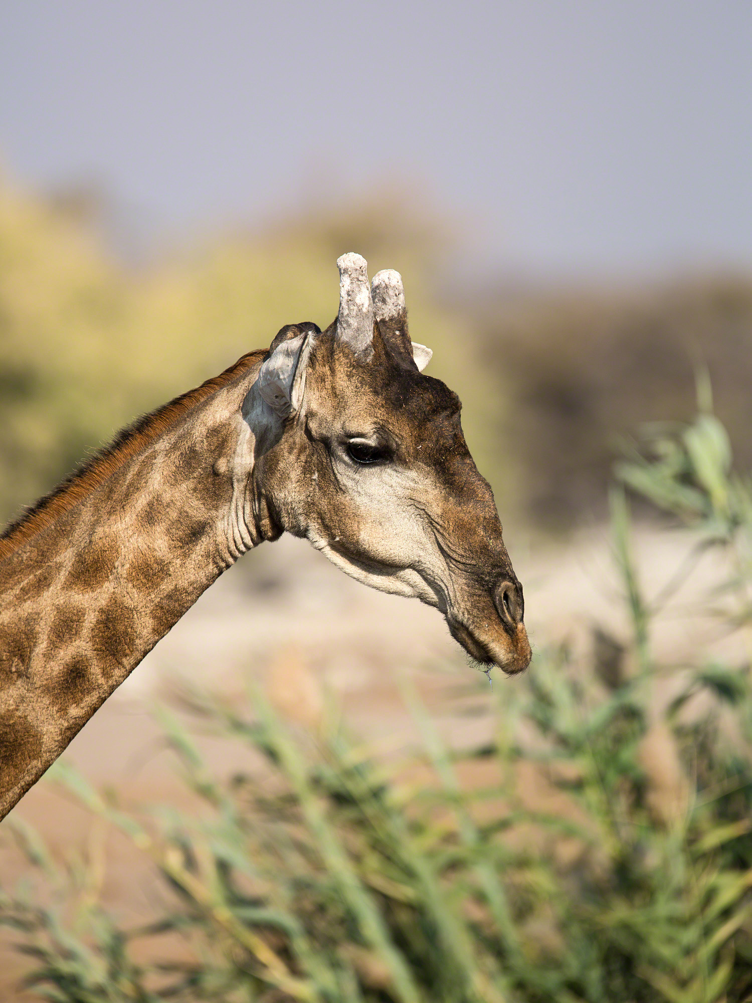 Giraffe portrait, Namibia