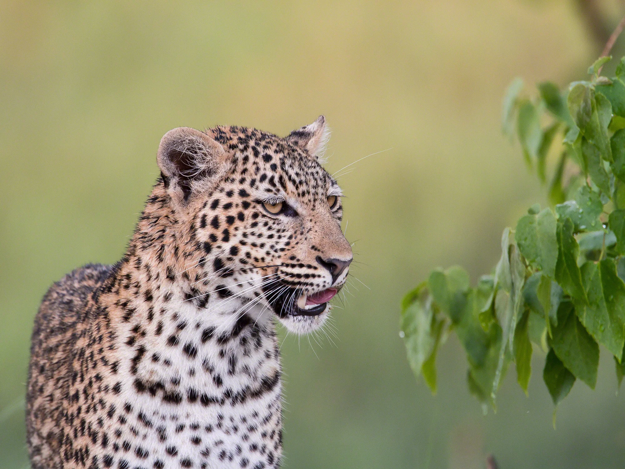 Attentive Leopard, Botswana