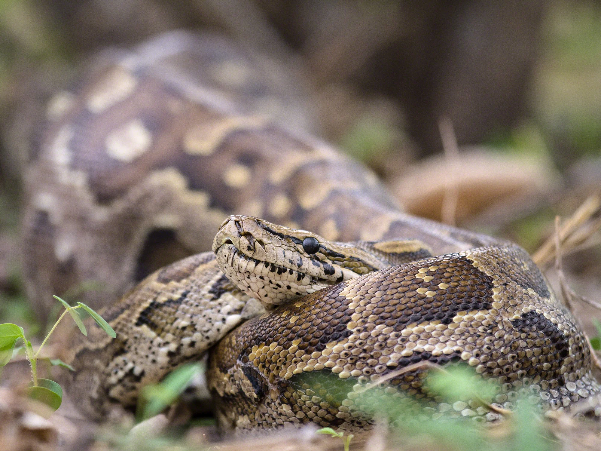 African Python, Botswana