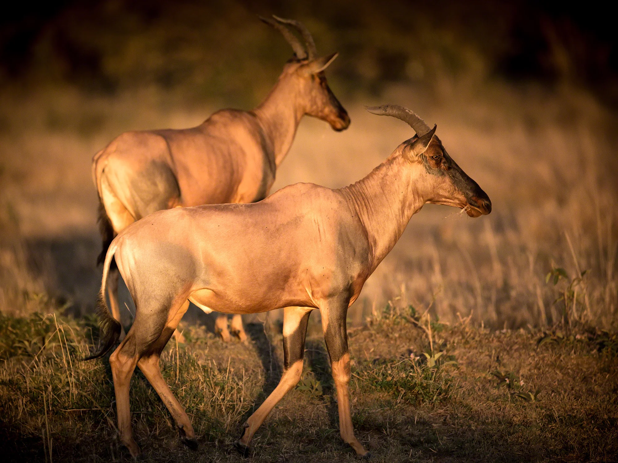 Tssessebe at sunrise, Kenya