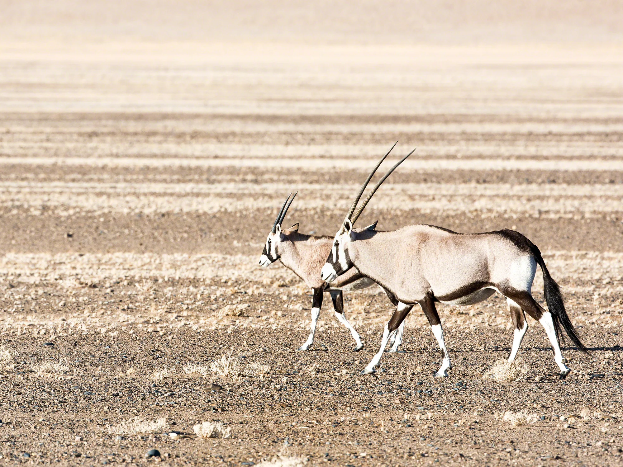 Oryx pair, Namibia