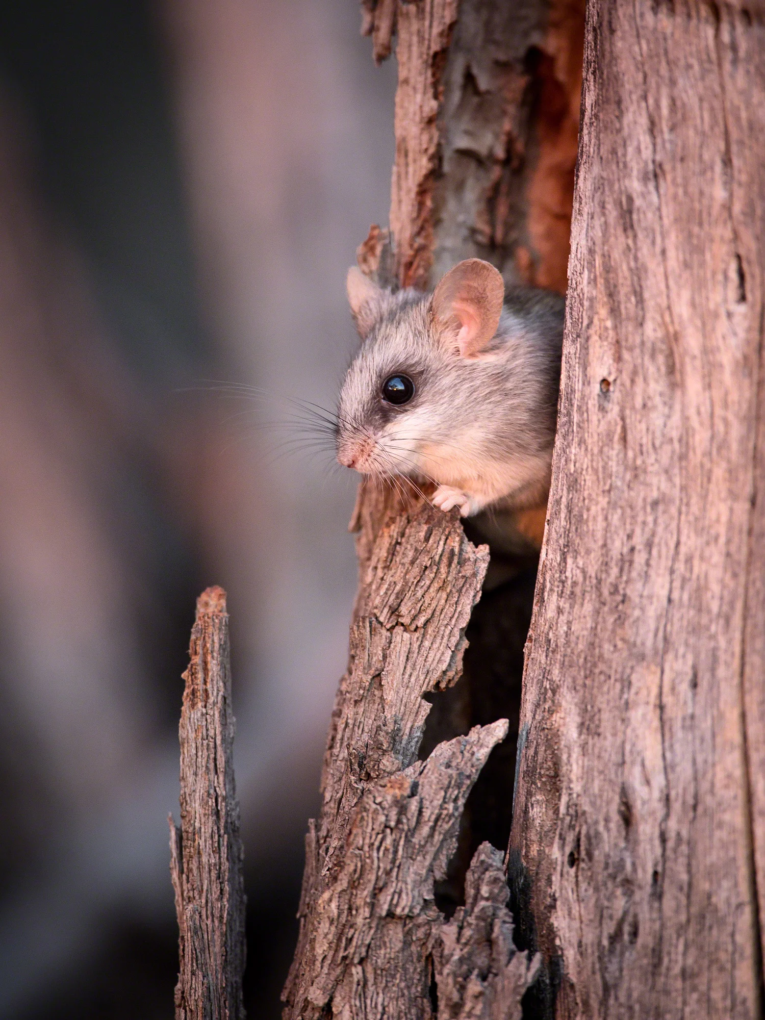 Cheeky Mouse, Namibia
