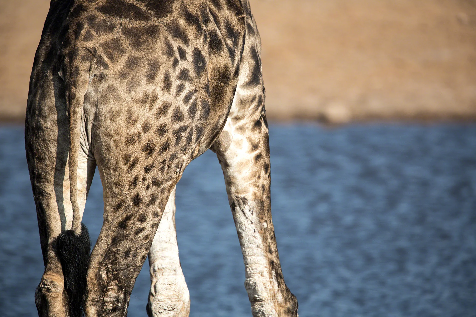 Giraffe with scars, Namibia