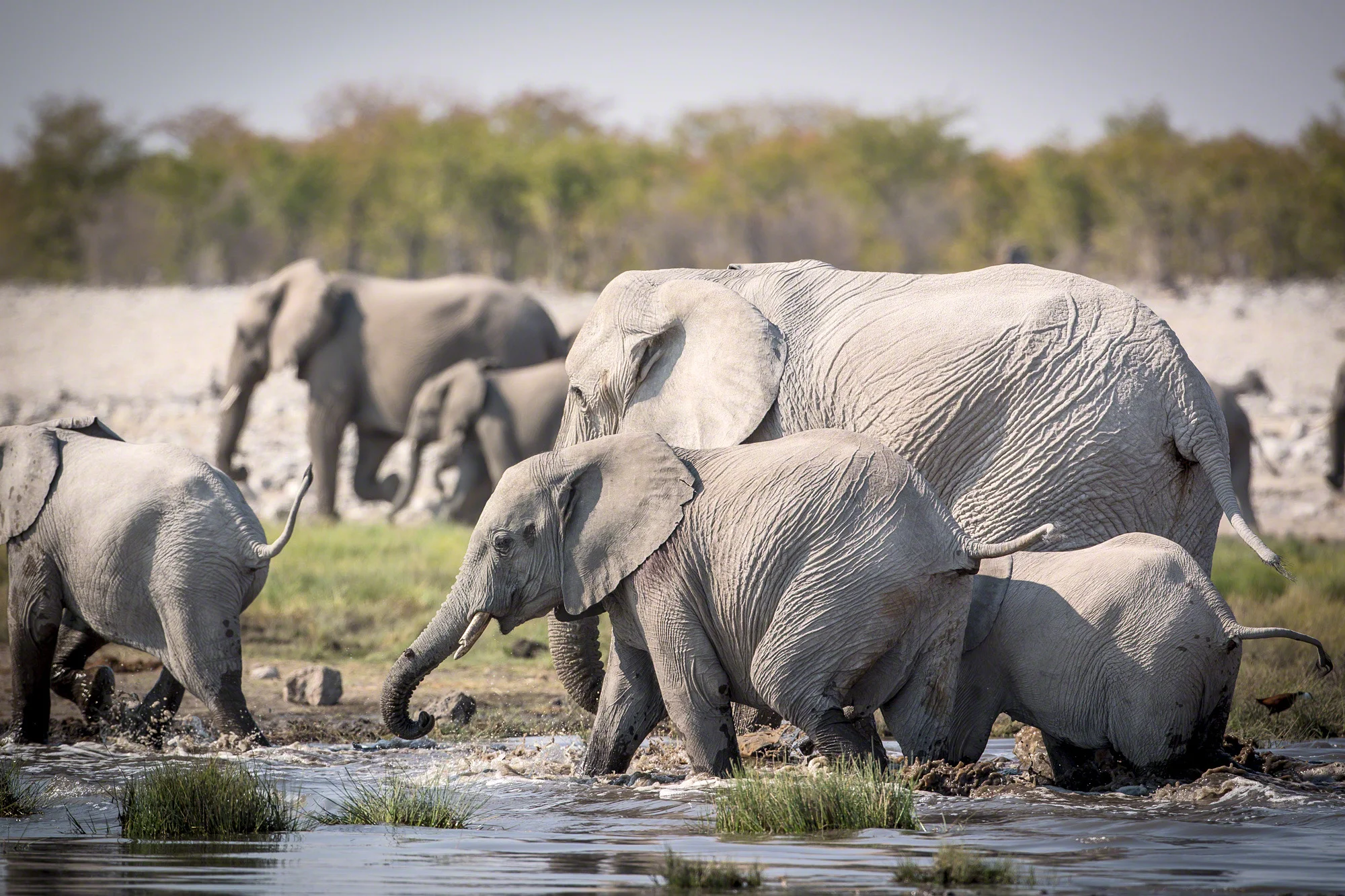 Happy Elephant family