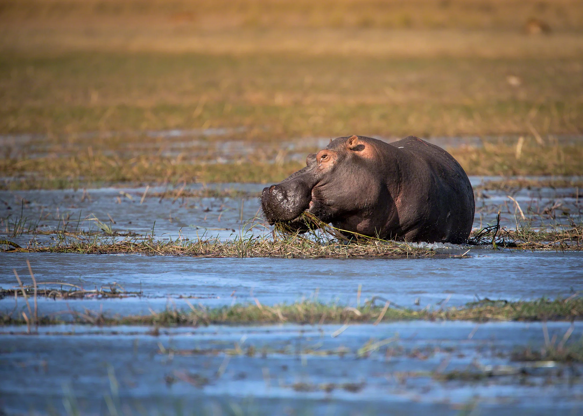 Hippo in wetland, Namibia