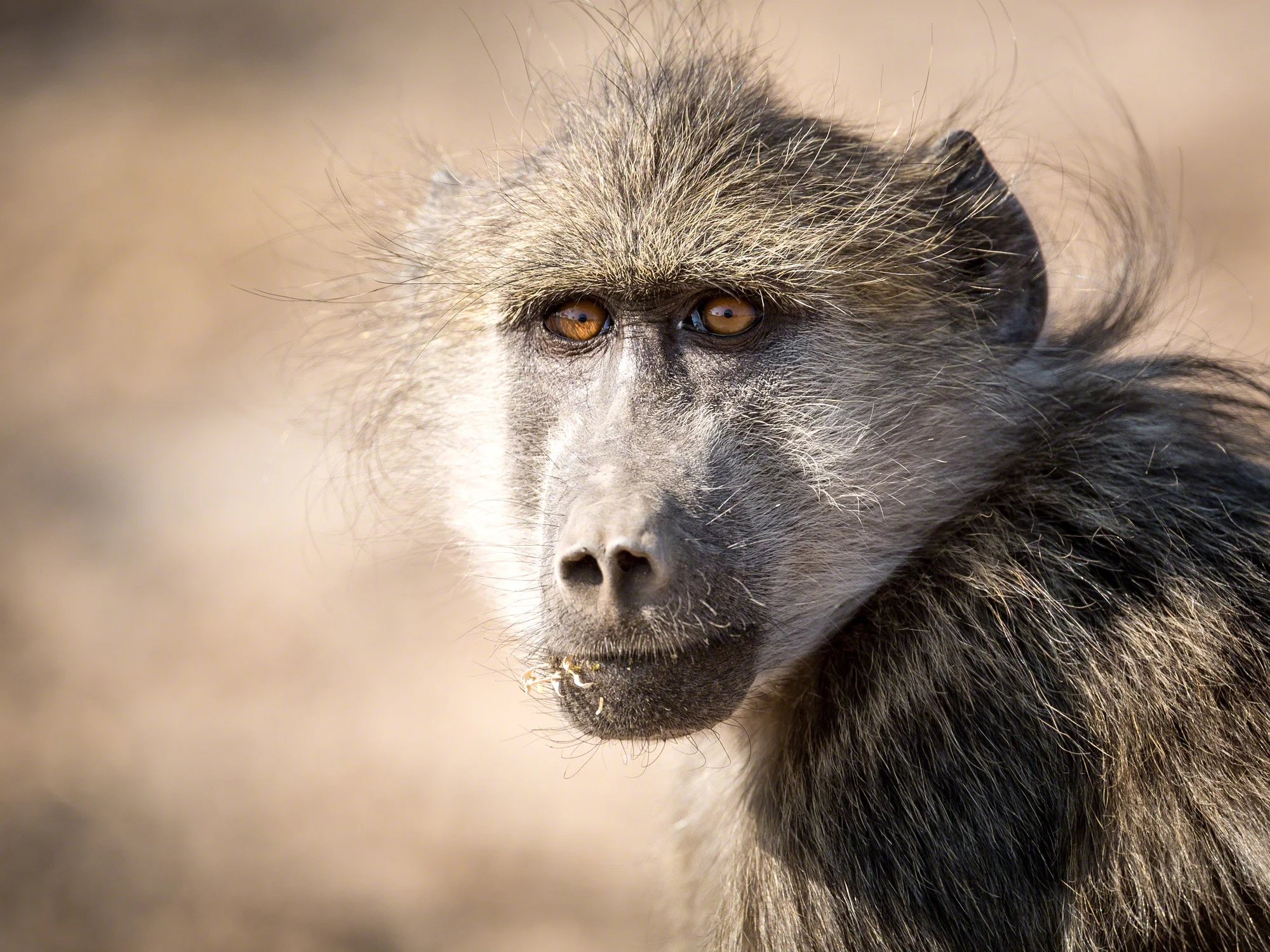 Baboon stare, Namibia
