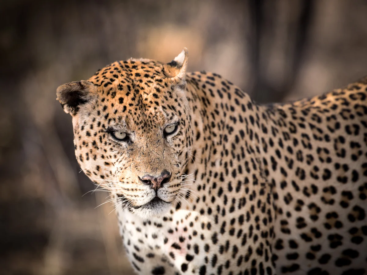 Male Leopard: Canon 5D mk3, 500mm F4.0 @&nbsp;f4.0, 1/1250, ISO500
