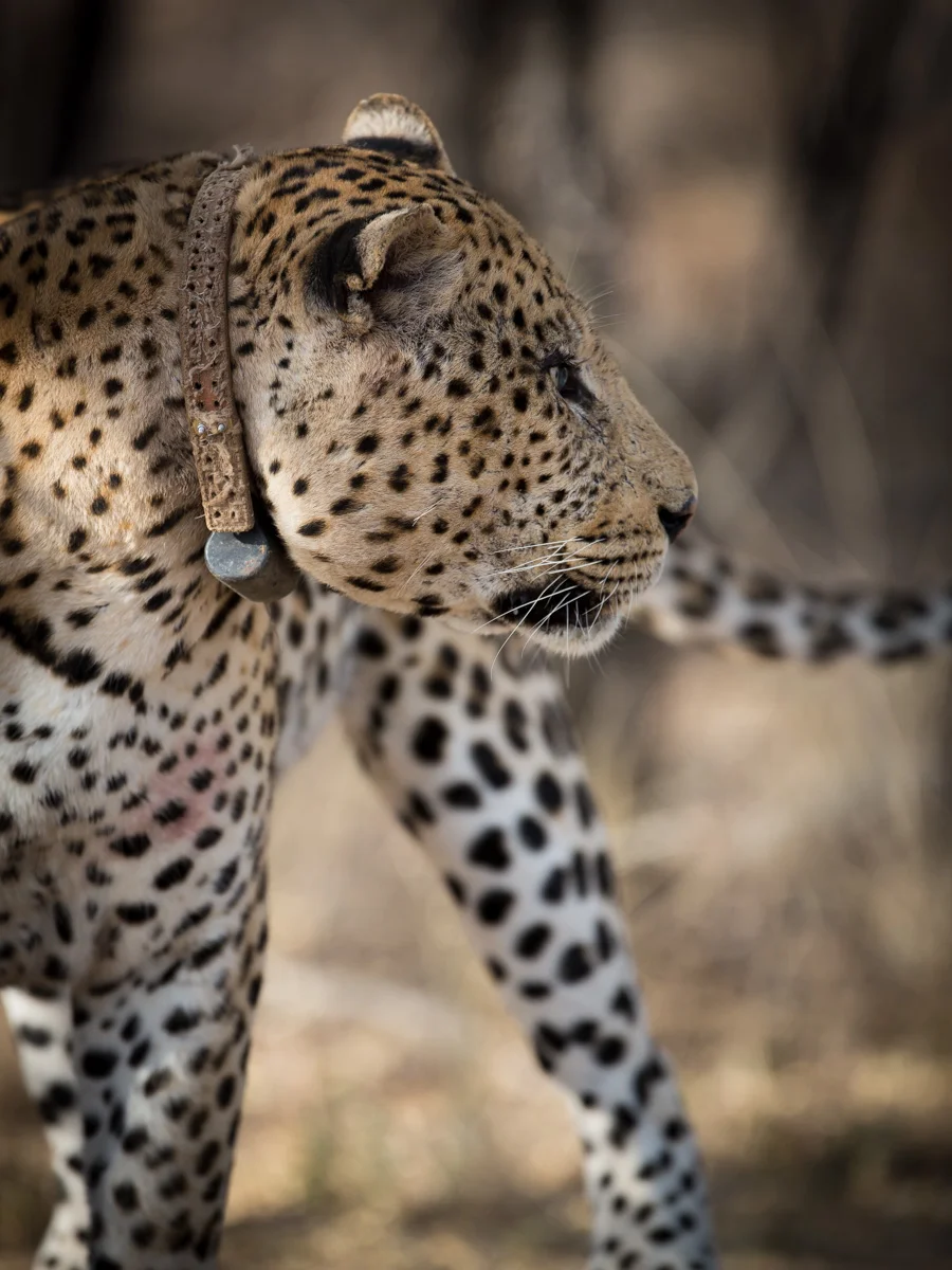 Male Leopard: Canon 5D mk3, 500mm F4.0 @ f4.0, 1/1250, ISO500